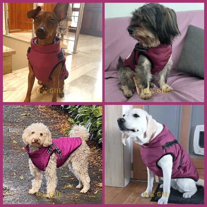 🔥 🐶Waterproof Furry Jacket for Dogs of All Sizes🔥49% off-Buy 2 save 10% &Free Shipping