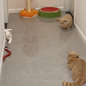 Last Day Promotion 50 %OFF 🎁Smart Sensing Snake Electron Interactive Cat Toys