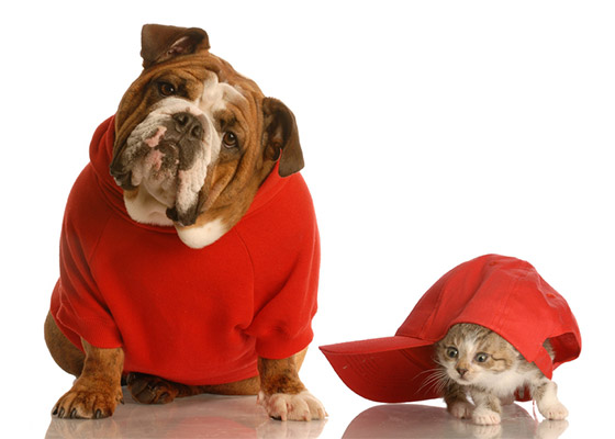 Pet supplies