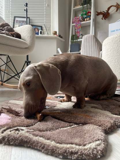 Custom Pet Rug - Tufted Rug - Personalised Pet Dog Portrait Rug