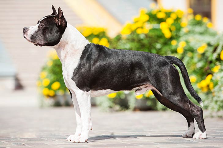 Introducing dog breeds: starting with the letter A-Artloverhouse