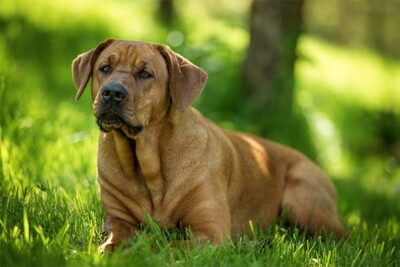 Introducing dog breeds: starting with the letter B-Artloverhouse