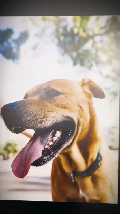 Custom Photo Car Air Freshener – Fun & Personalized Pet Freshener for Car