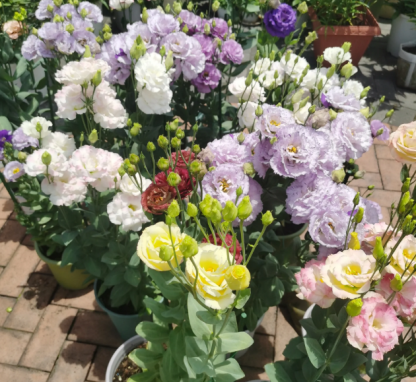🌺Lisianthus - Szczera miłość
