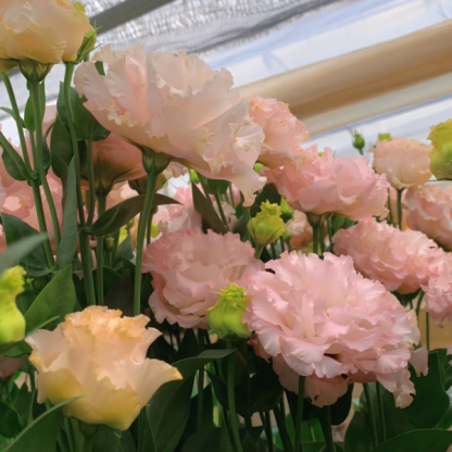 🌺Lisianthus - Szczera miłość