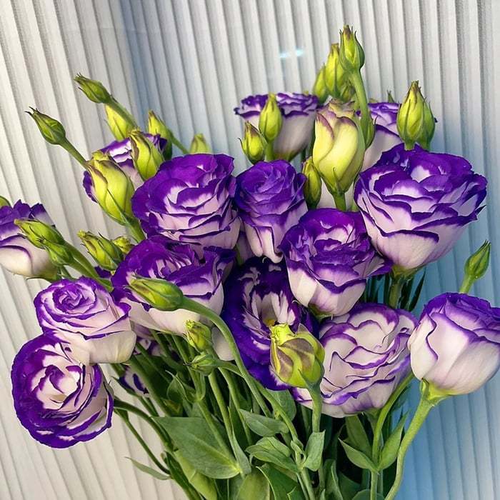 Eustoma bezkolcowa róża💐Lisanthus nasiona