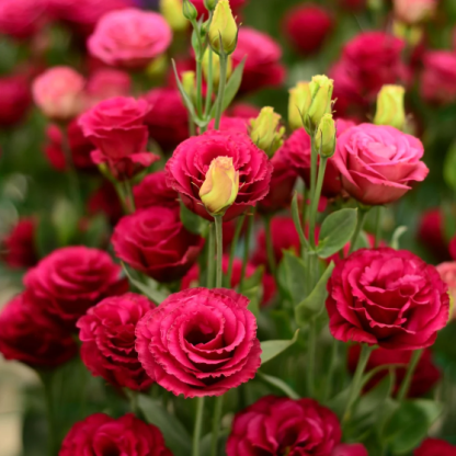 🌺Lisianthus - Szczera miłość