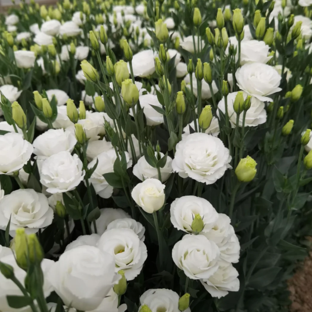 🌺Lisianthus - Szczera miłość