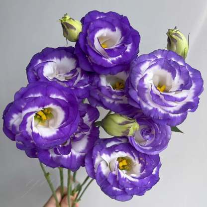 Eustoma bezkolcowa róża💐Lisanthus nasiona