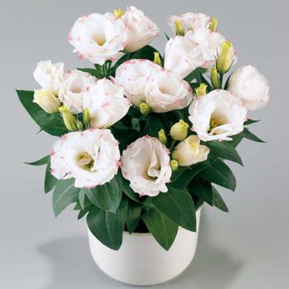 Eustoma bezkolcowa róża💐Lisanthus nasiona