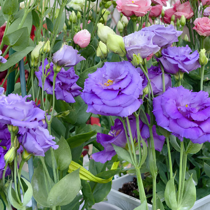 🌺Lisianthus - Szczera miłość