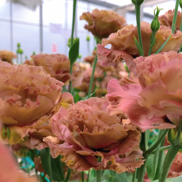 🌺Lisianthus - Szczera miłość