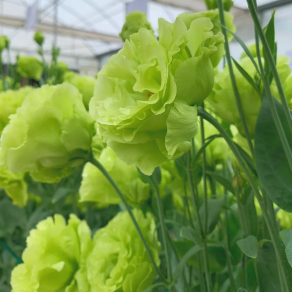 🌺Lisianthus - Szczera miłość