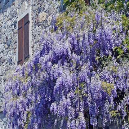 🌸WISTERIA - PIĘKNO KASKADOWE OGRODU PRZEZ CAŁY ROK