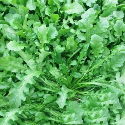 Kompletna kolekcja czterosezonowych nasion warzyw do siewu na balkonach i podwórkach, kolendry, sałaty, truskawek i papryki w pomieszczeniach i na zewnątrz nasiona warzyw