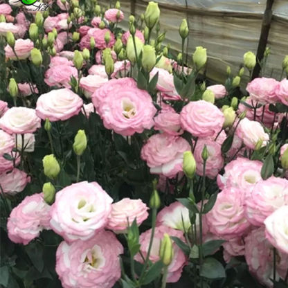 [Kwitnie nawet podczas mroźnej zimy] Nasiona lisianthus najwyższej jakości [Najniższe ceny w sieci] Limitowany czas na zakupy, 80% zniżki!!! Niespodzianka czeka na Ciebie!