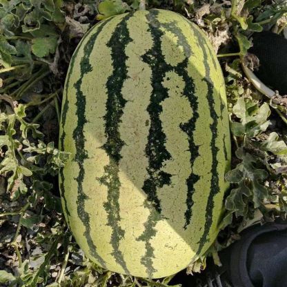 Kompletna kolekcja czterosezonowych nasion warzyw do siewu na balkonach i podwórkach, kolendry, sałaty, truskawek i papryki w pomieszczeniach i na zewnątrz nasiona warzyw