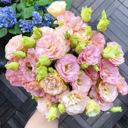 [Kwitnie nawet podczas mroźnej zimy] Nasiona lisianthus najwyższej jakości [Najniższe ceny w sieci] Limitowany czas na zakupy, 80% zniżki!!! Niespodzianka czeka na Ciebie!