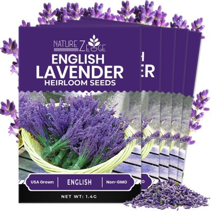 NatureZ Edge1500 Nasiona lawendy angielskiej do sadzenia na zewnątrz lub w pomieszczeniach, 90% kiełkowania, rośliny lawendy, bez GMO, nasiona ziół heirloom (1 opakowanie)