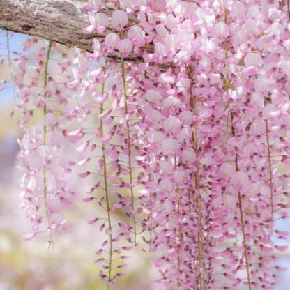 🌸WISTERIA - PIĘKNO KASKADOWE OGRODU PRZEZ CAŁY ROK