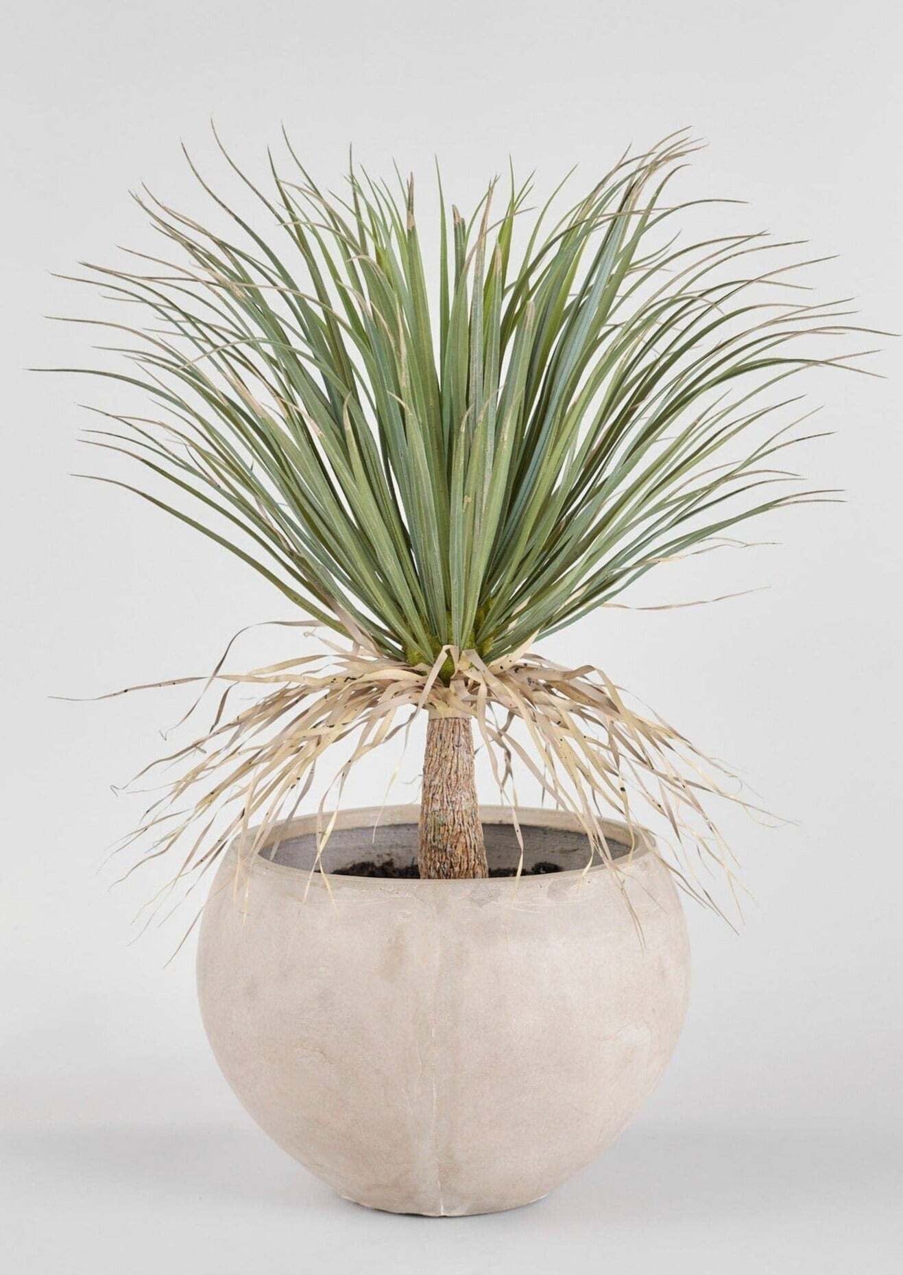 Faux Potted Palm Tree Plant in Cement Planter - 40