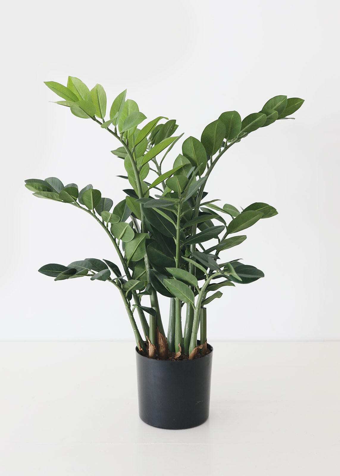 Artificial ZZ Tropical Plant in Pot - 30