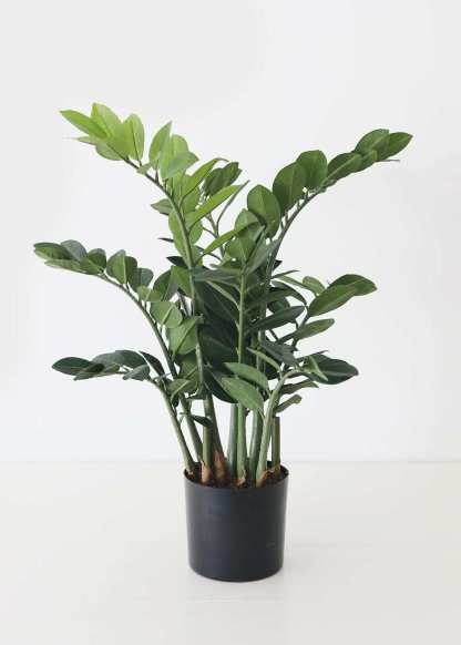 Artificial ZZ Tropical Plant in Pot - 30