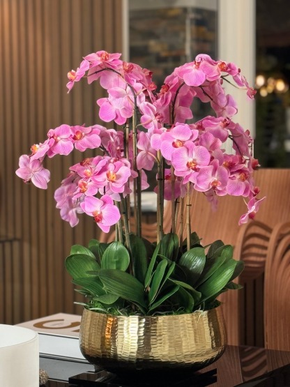 Light Pink Phalaenopsis Orchids Floral Arrangement in Medium Gold Planter