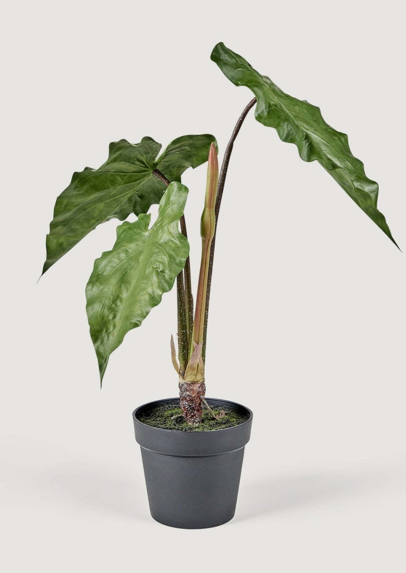 Faux Tropical Alocasia Potted Plant - 27