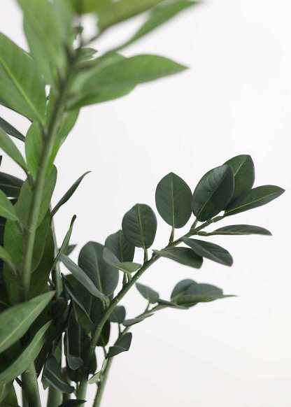 Artificial ZZ Tropical Plant in Pot - 30