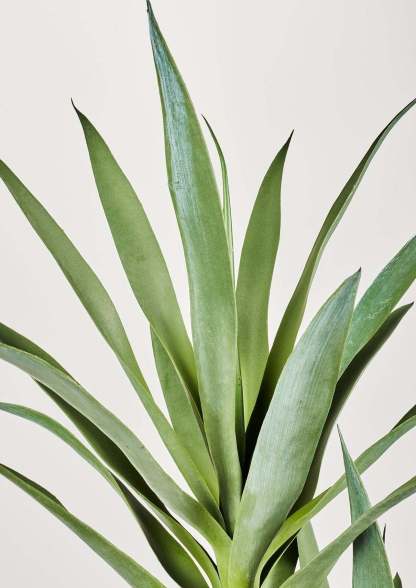 Artificial Potted Yucca Tree Plant in Pot - 44