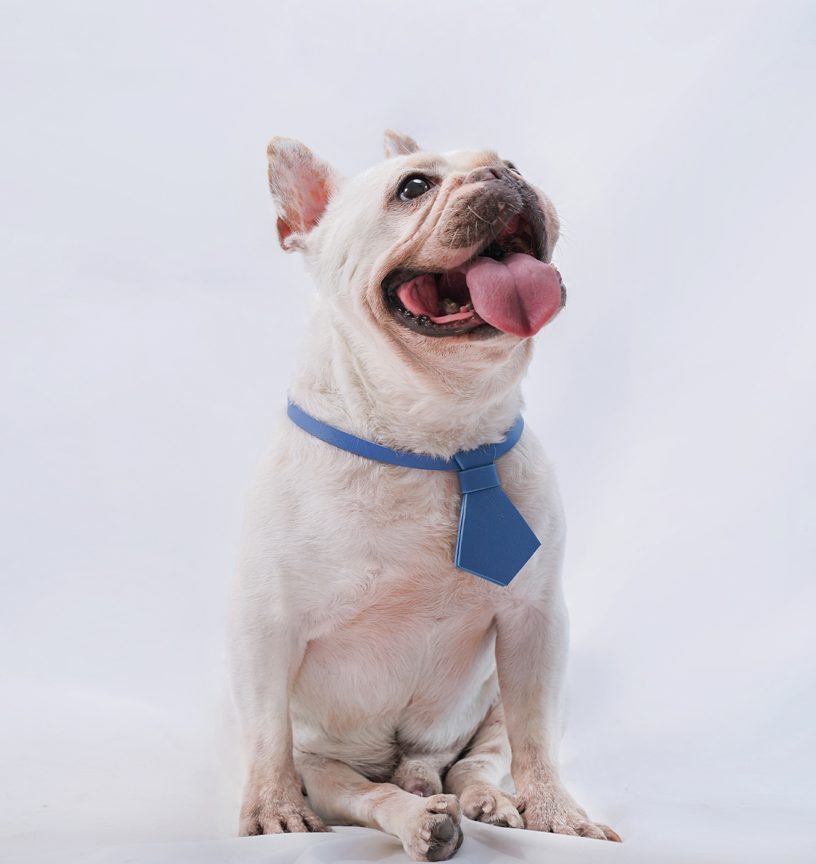 Puppy School Necktie Dog Collar Blue-PPZEN