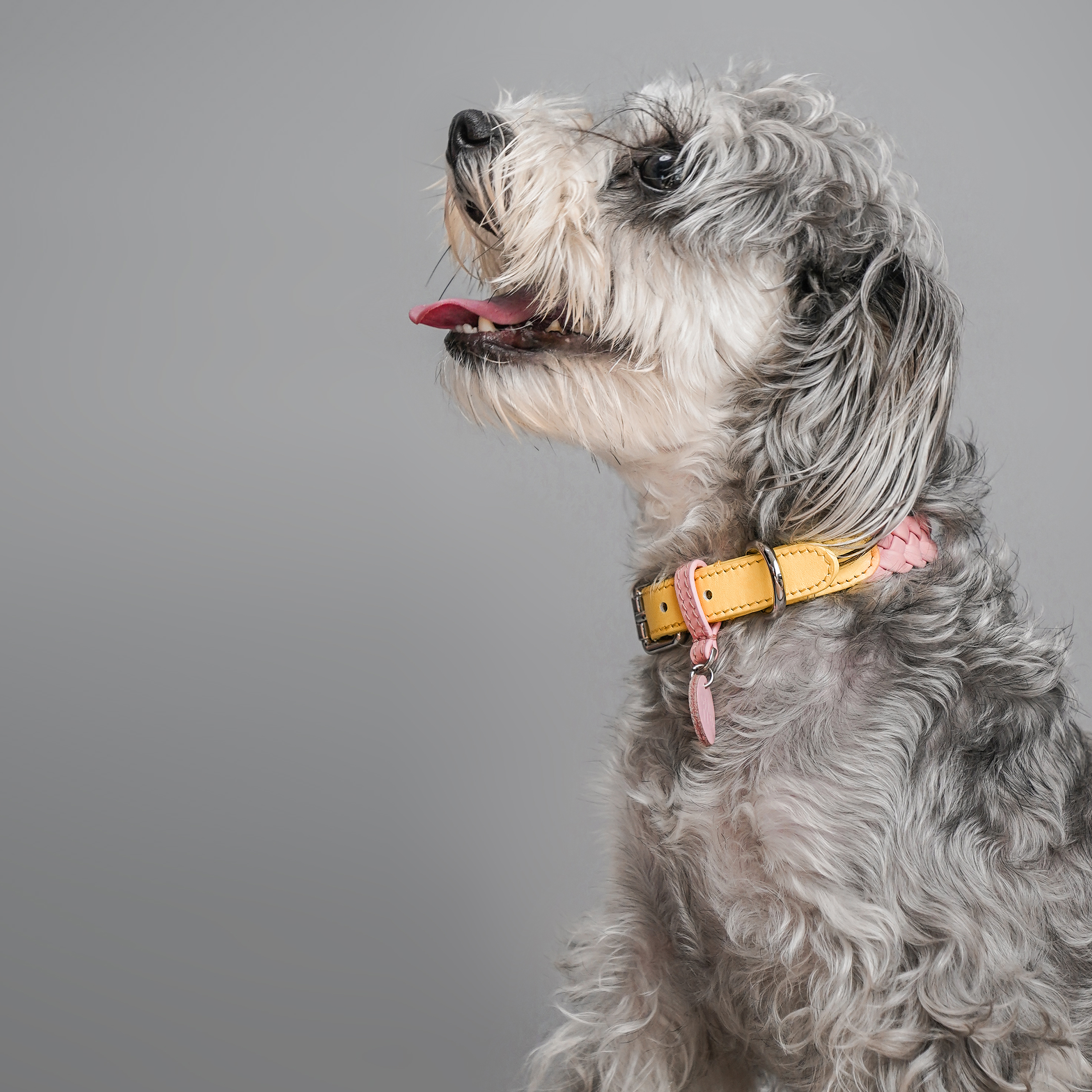 Keukenhof Spring Tulip-PPZEN