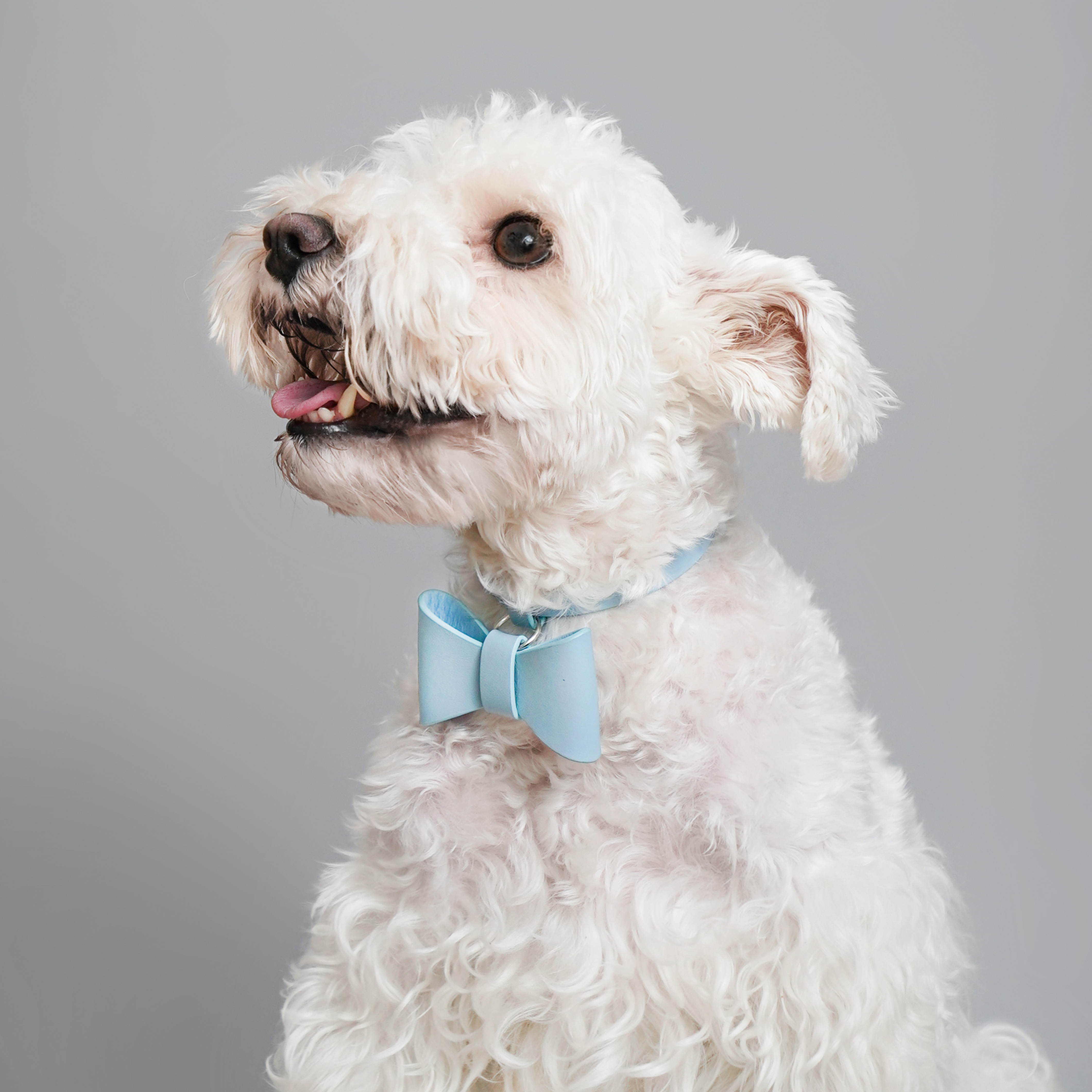 Puppy School BOW-TIE Dog Collar Blue-PPZEN