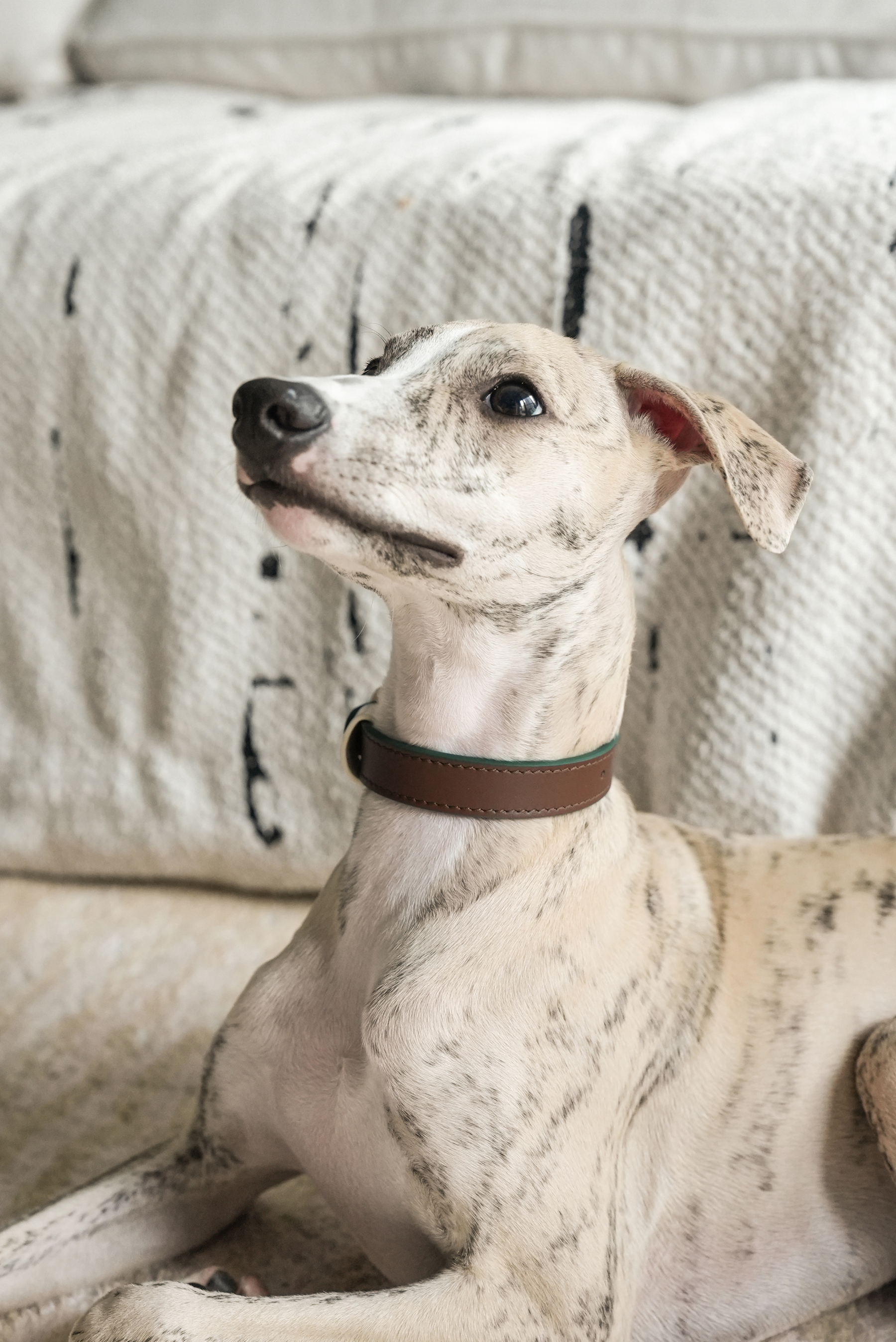 Fall in NY Central Park Dog Collar Brown-PPZEN