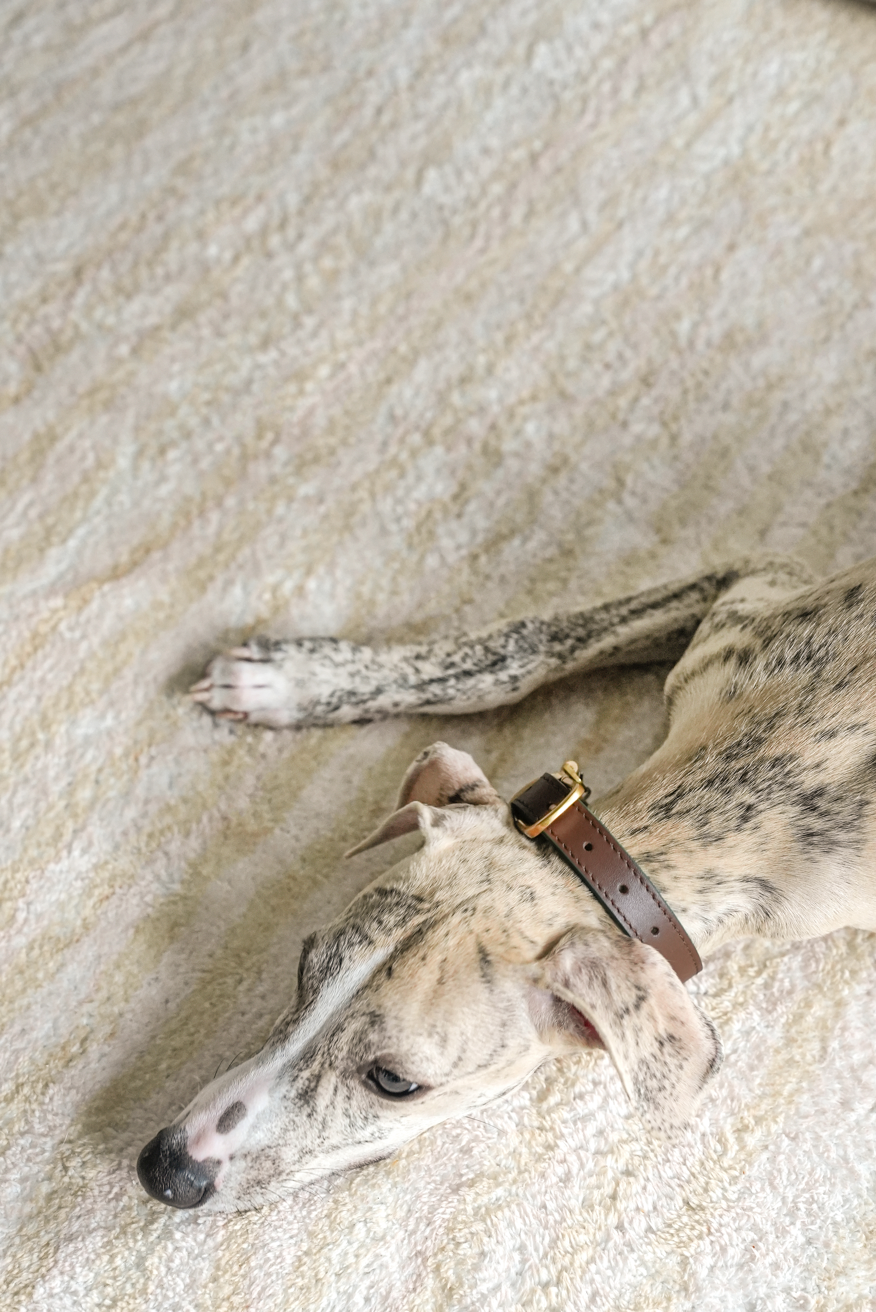 Fall in NY Central Park Dog Collar Brown-PPZEN