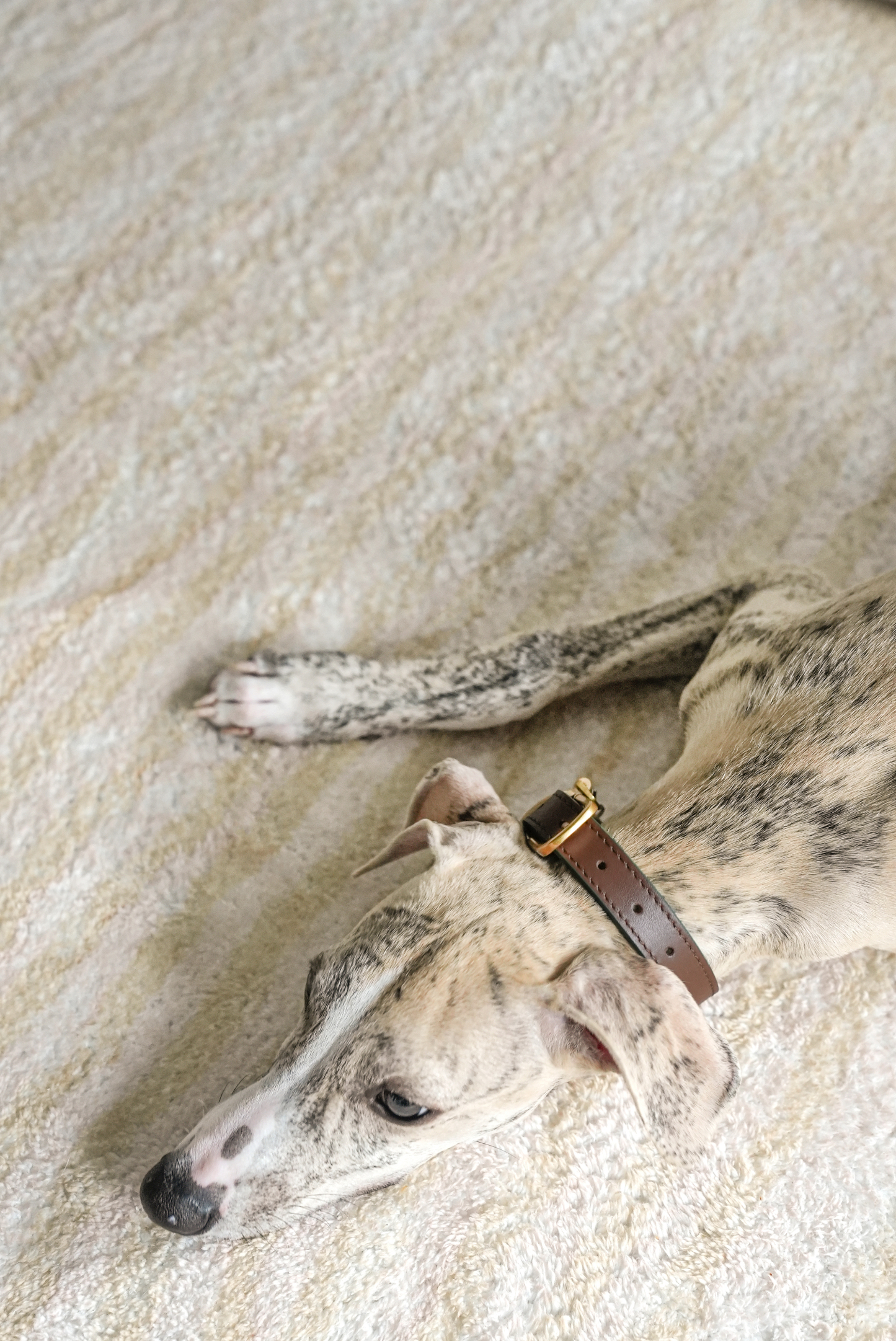 Fall in NY Central Park Dog Collar Brown-PPZEN