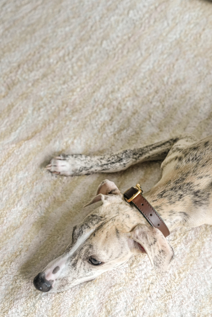 Fall in NY Central Park Dog Collar Brown-PPZEN