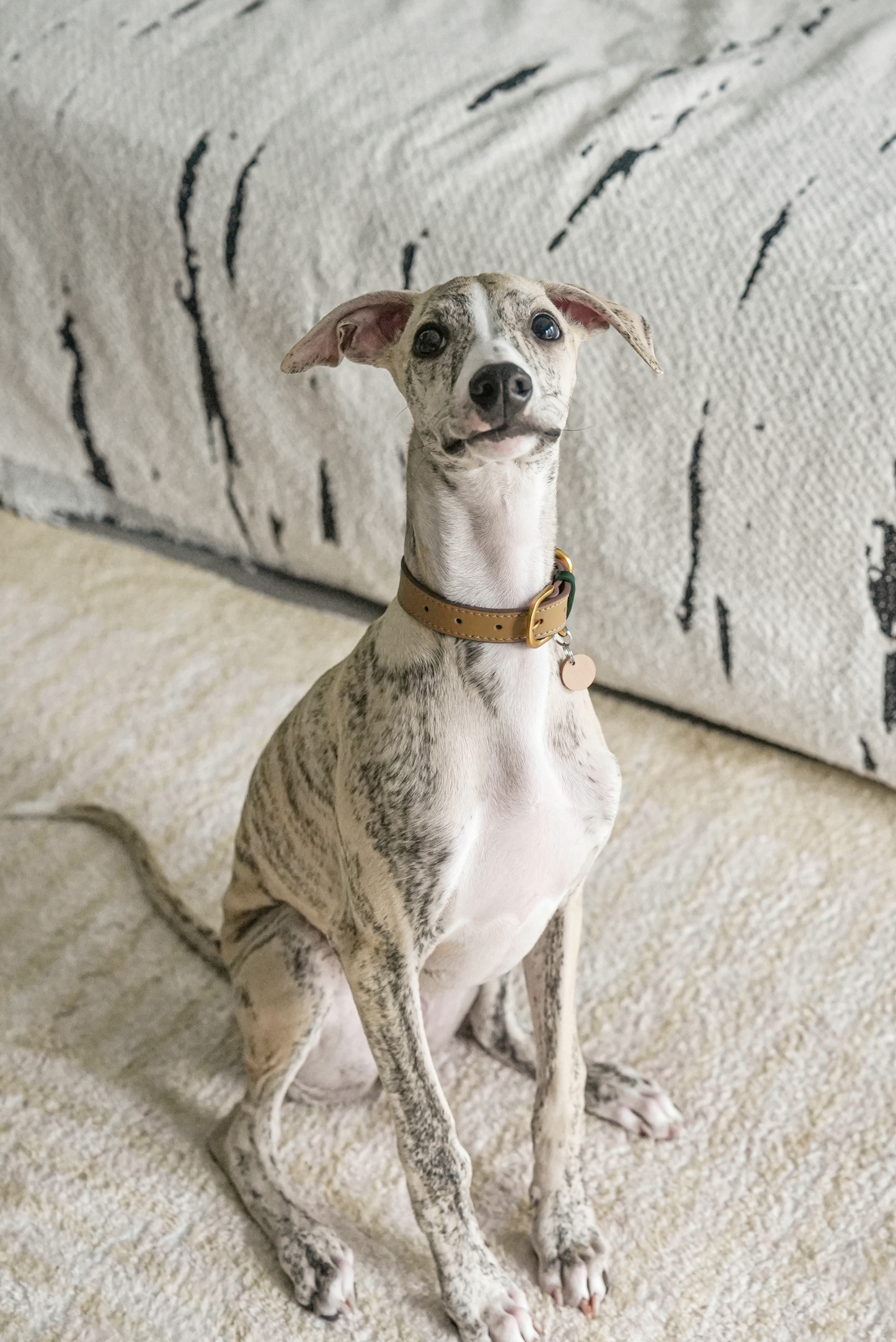 Fall in NY Central Park Dog Collar Opricot-PPZEN