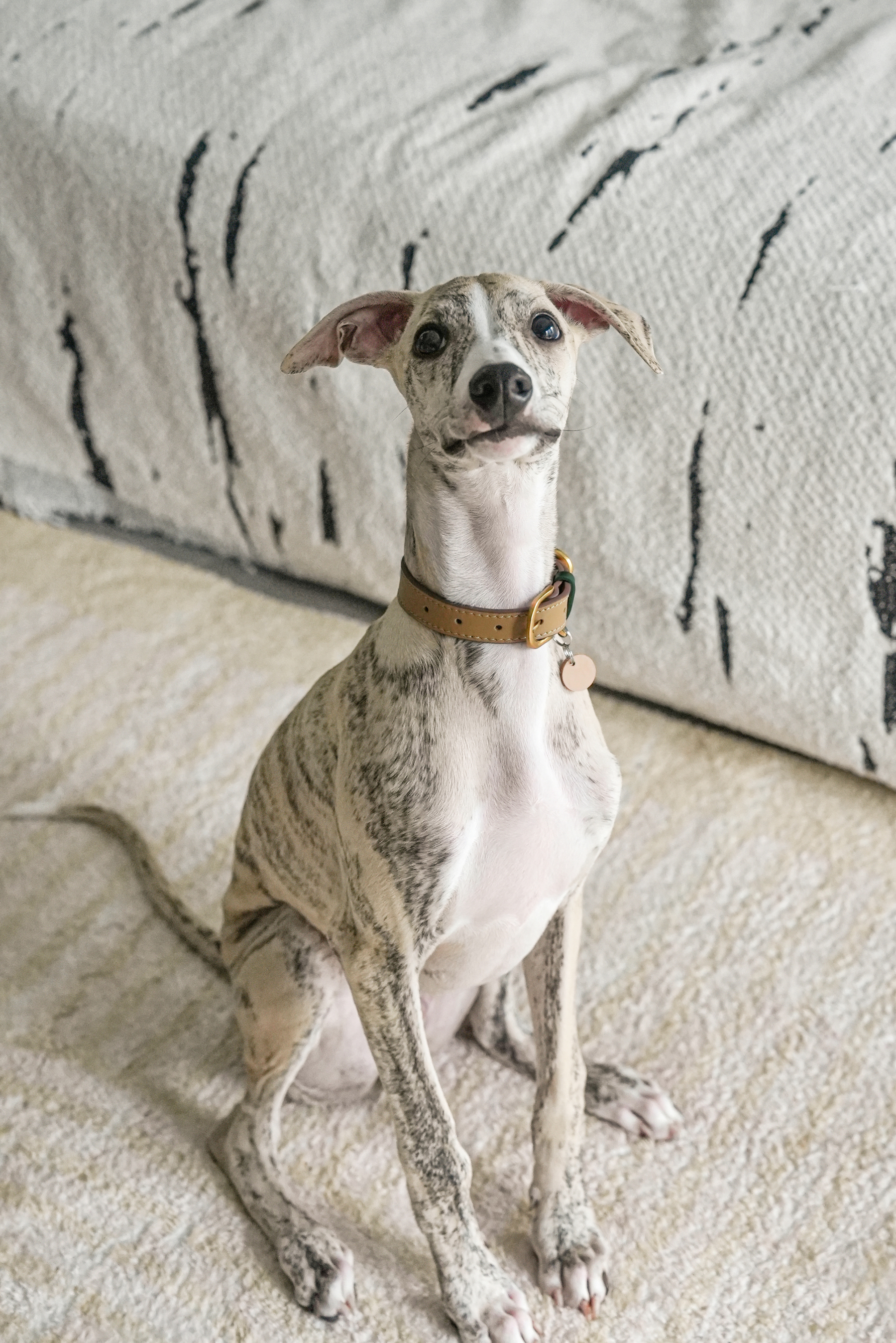 Fall in NY Central Park Dog Collar Opricot-PPZEN