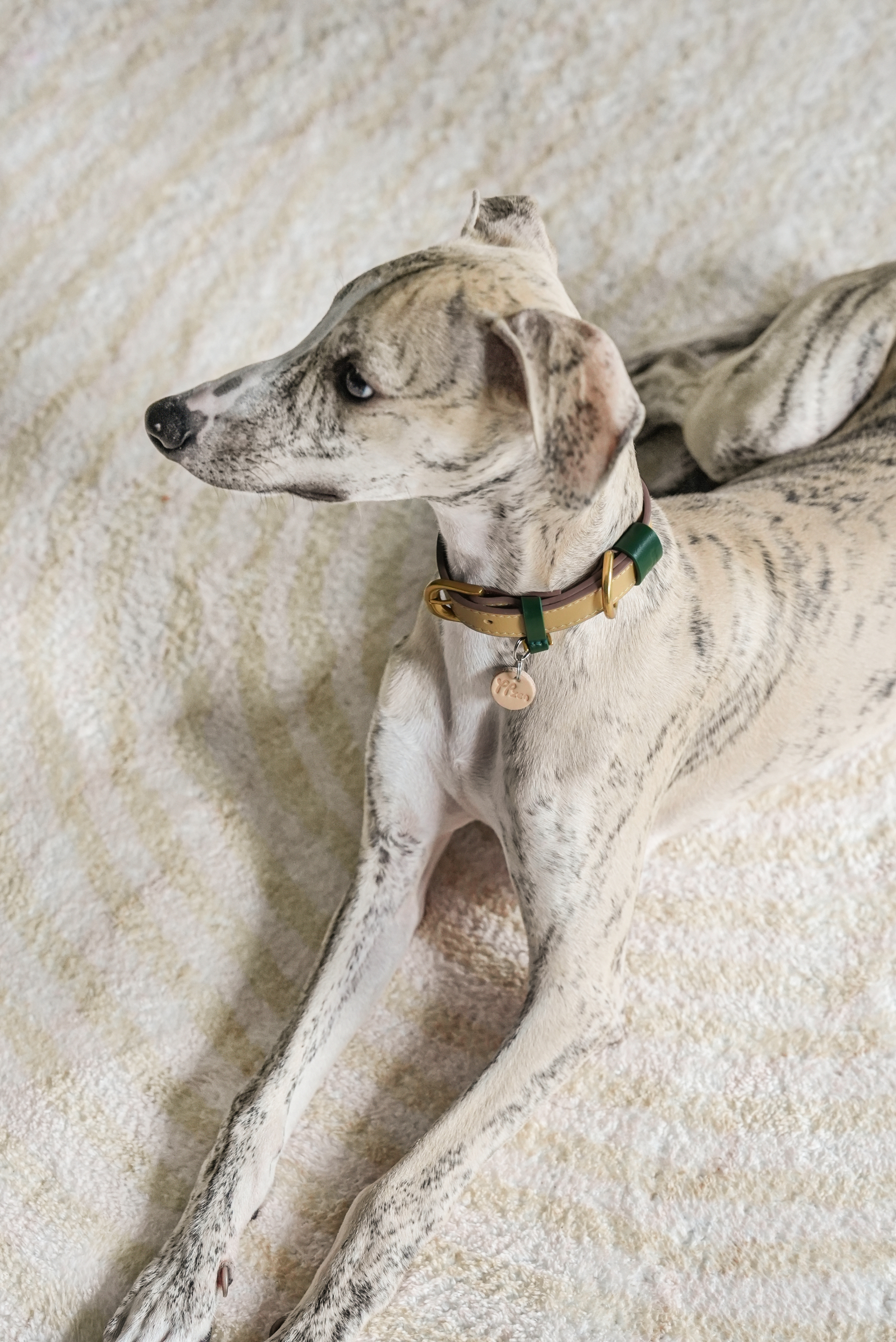 Fall in NY Central Park Dog Collar Opricot-PPZEN