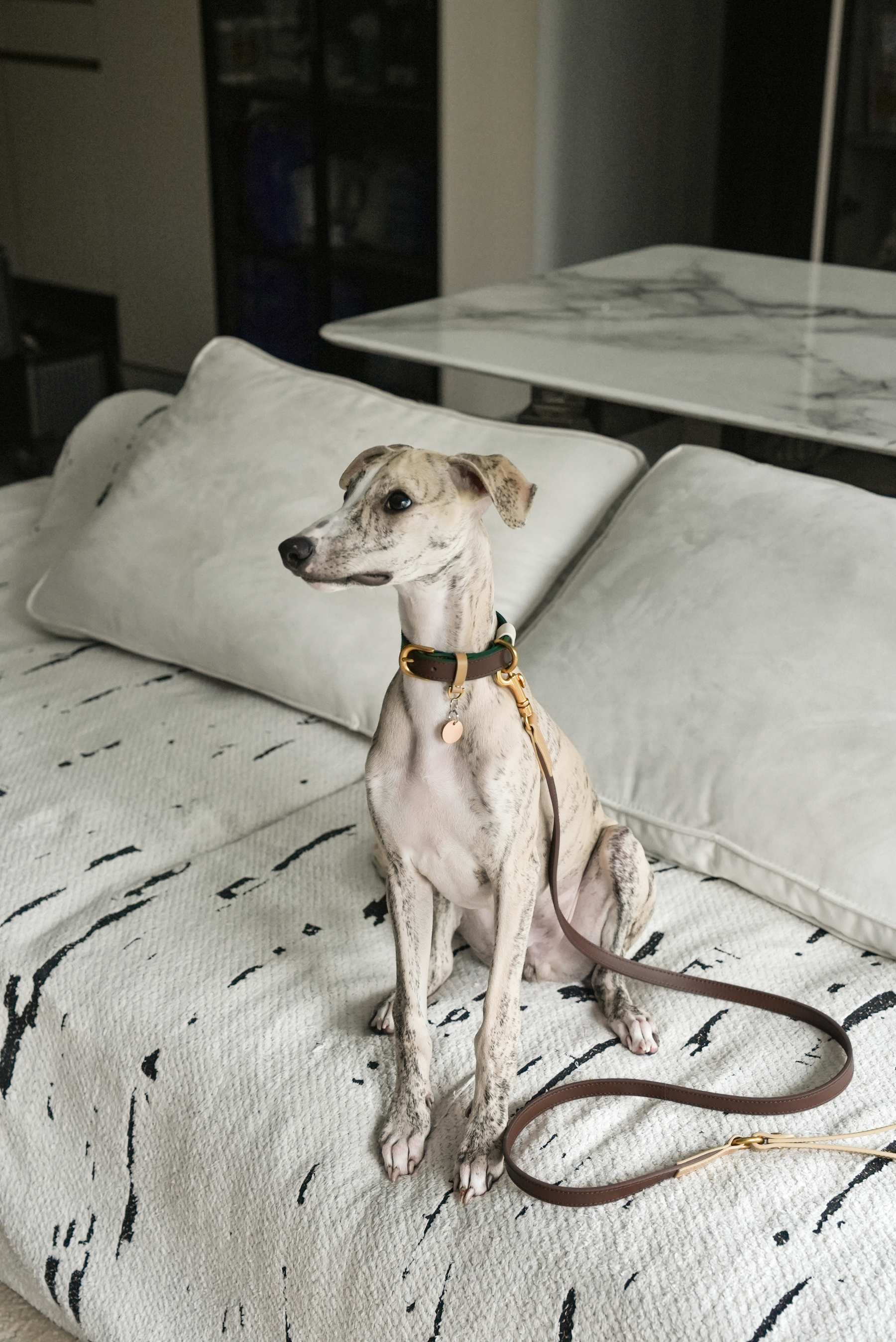 Fall in NY Central Park Dog Leash Brown-PPZEN