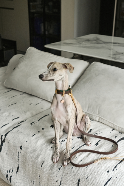 Fall in NY Central Park Dog Leash Brown-PPZEN