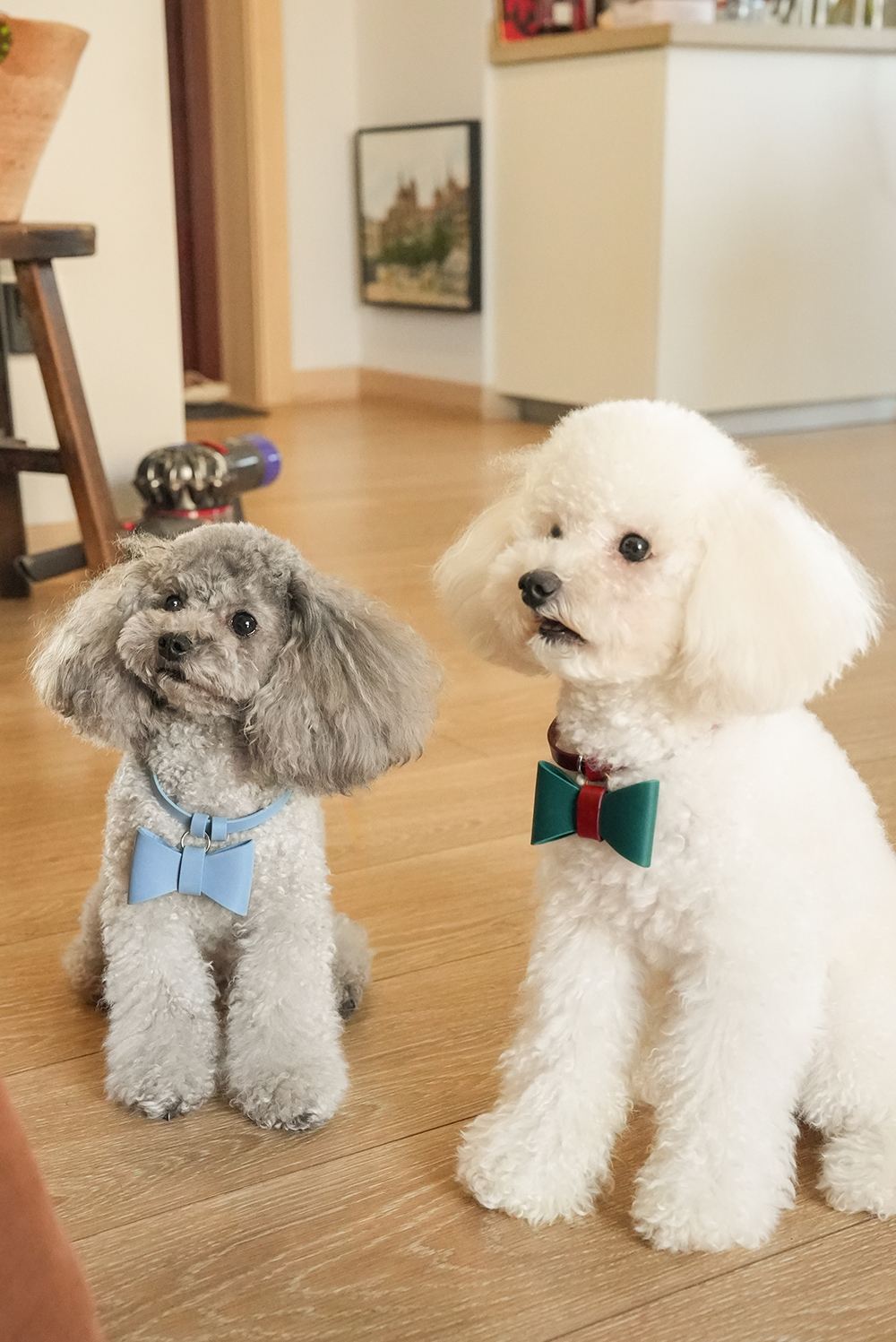 Puppy School Decorative Accessory-PPZEN