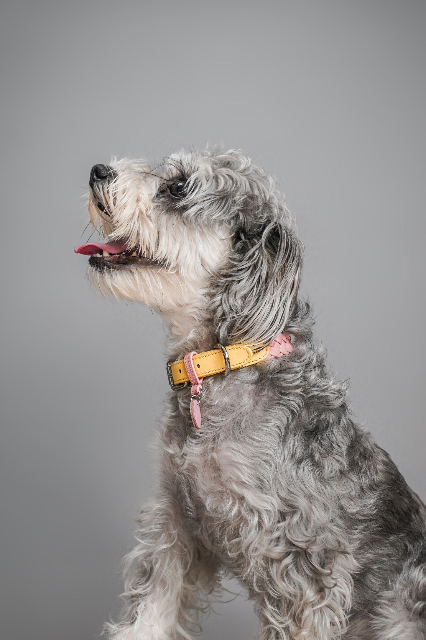 Keukenhof Spring Tulip Dog Collar Yellow with Pink-PPZEN