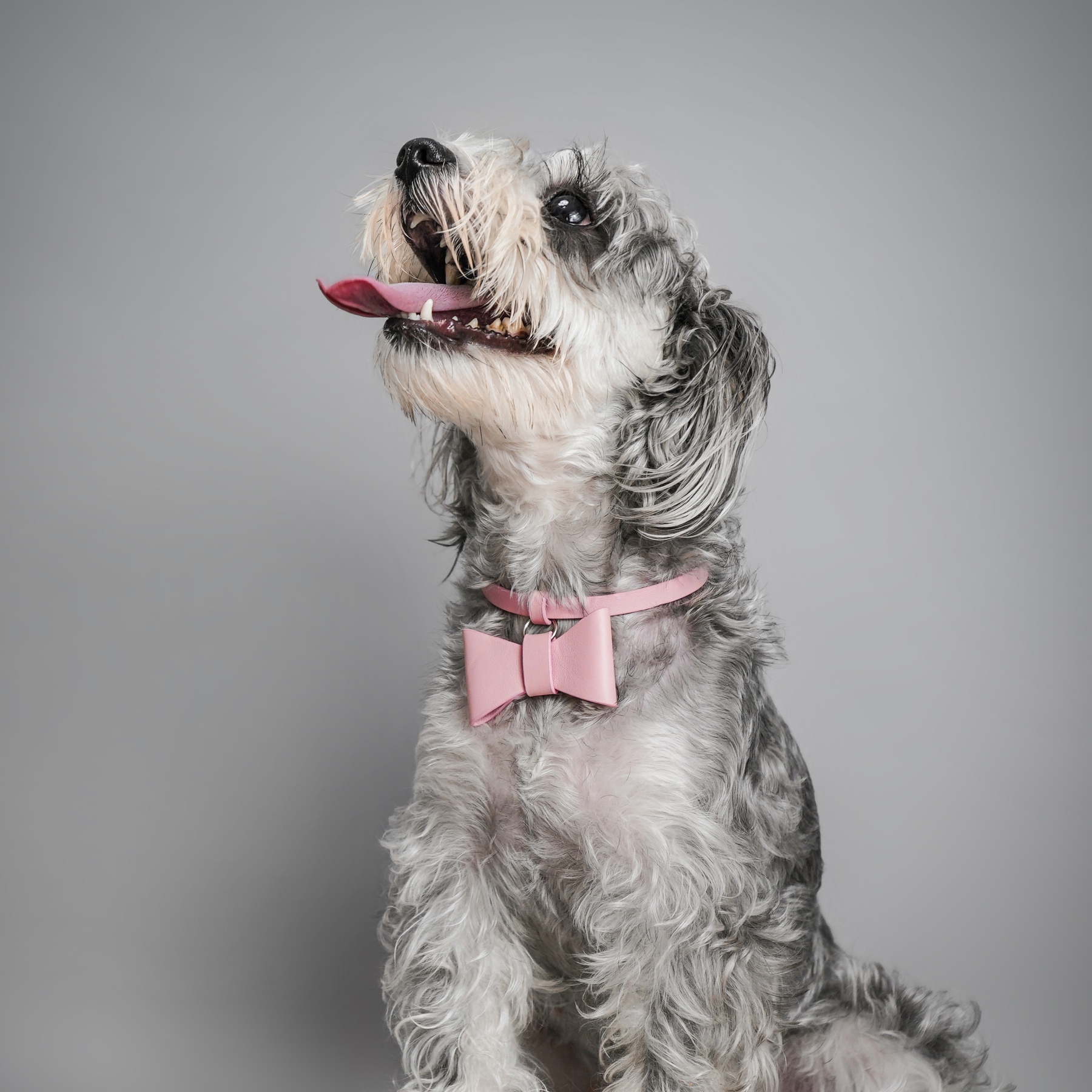 Puppy School BOW-TIE Dog Collar Pink-PPZEN