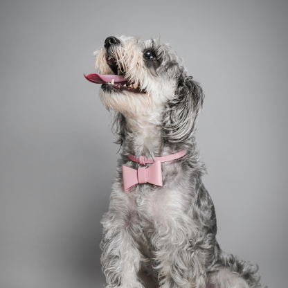 Puppy School BOW-TIE Dog Collar Pink-PPZEN