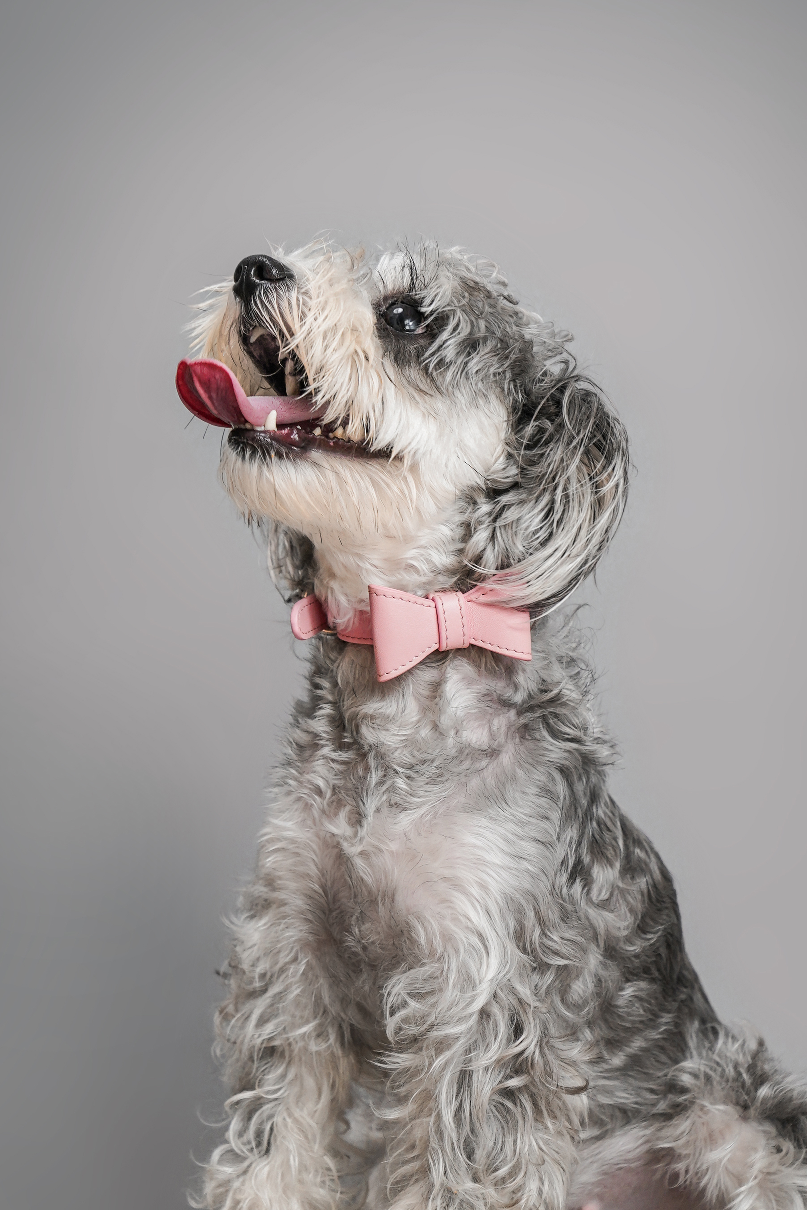 Wedding Premium Dog Collar Pink-PPZEN