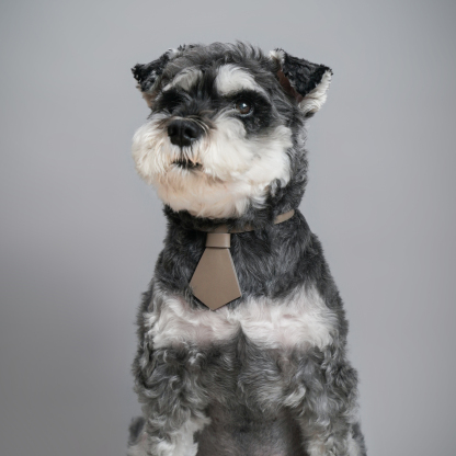 Puppy School Necktie Dog Collar Grey-PPZEN