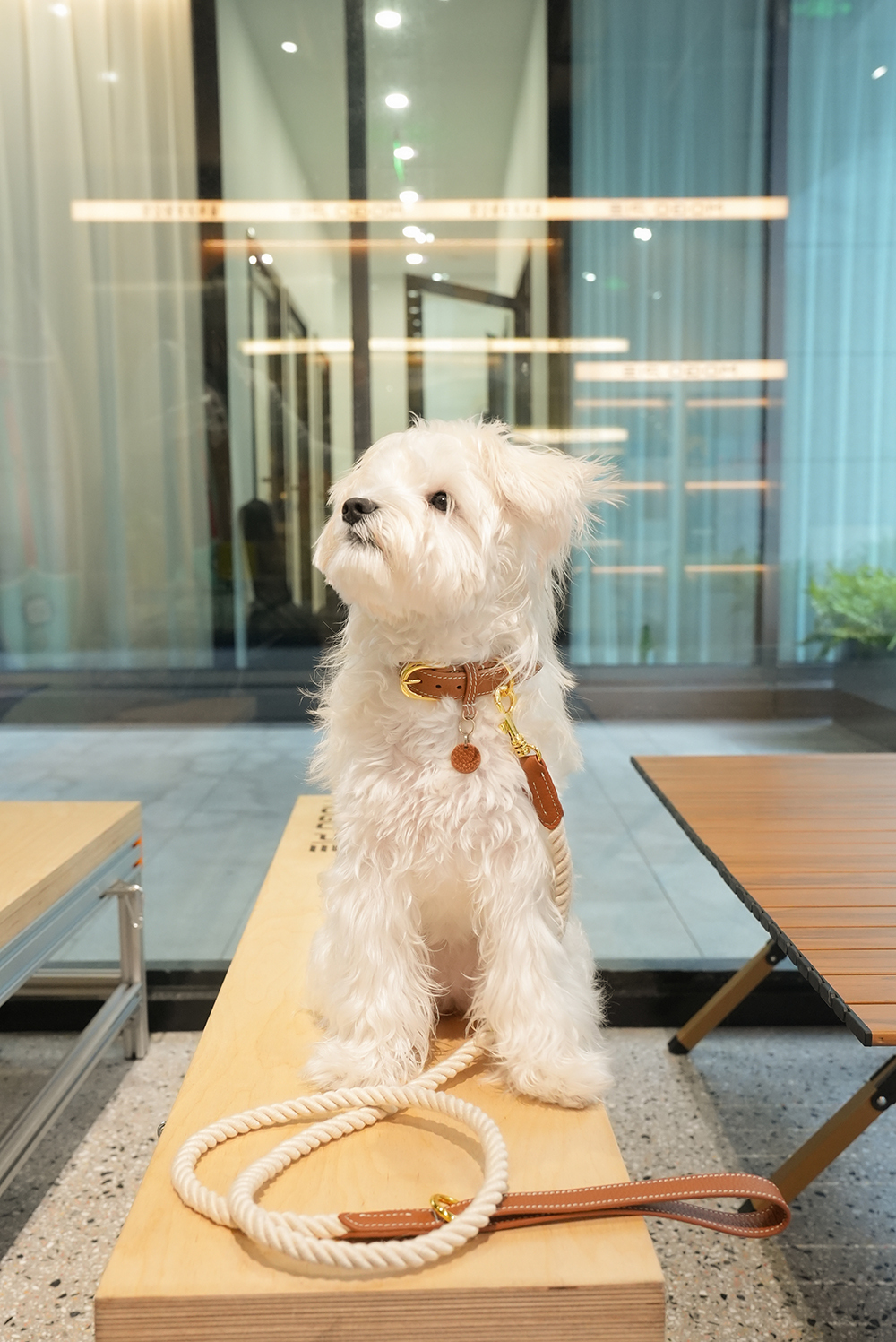 Party Gentelmen Dog Leash Brown